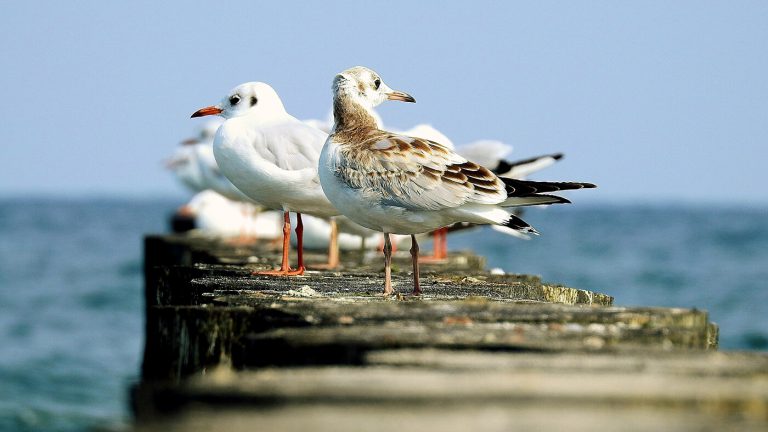 Sierksdorf und Umgebung Sierksdorf und Umgebung