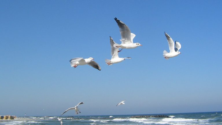 Sierksdorf und Umgebung Sierksdorf und Umgebung